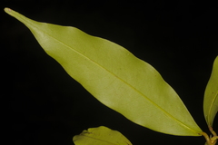 Agasthiyamalaia pauciflora